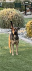 Lost Male Dog last seen 10th and Carmen, Phoenix, AZ 85042