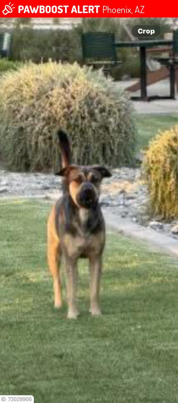 Lost Male Dog last seen 10th and Carmen, Phoenix, AZ 85042