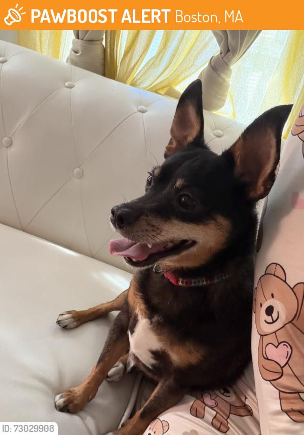 Found/Stray Female Dog last seen Talbot ave, Boston, MA 02124