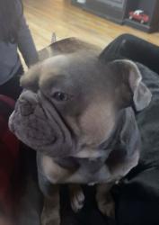 Lost Male Dog last seen Neil st, Champaign, IL 61820