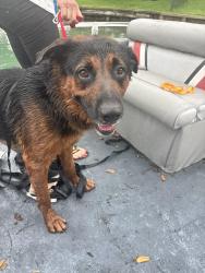 Found/Stray Male Dog last seen Murphy and Cartwright, Missouri City, TX 77459