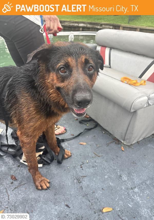 Found/Stray Male Dog last seen Murphy and Cartwright, Missouri City, TX 77459