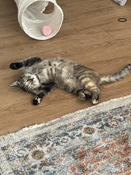 Lost Female Cat last seen Taylor's Pond apmts -- Archdale Dr & Martin Luther King Blvd, Durham, NC 27707
