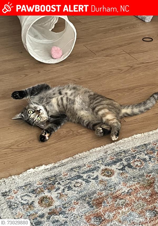 Lost Female Cat last seen Taylor's Pond apmts -- Archdale Dr & Martin Luther King Blvd, Durham, NC 27707
