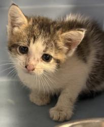 Shelter Stray Female Cat last seen Near N Galloway, 75150, TX, 1650 Gross Rd, Mesquite, TX 75149, USA