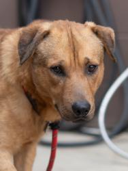 Shelter Stray Male Dog last seen Near Presidents Walk Tucker, 30084, 30084, GA, 3280 Chamblee Dunwoody Rd, Chamblee, GA 30341, USA