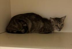 Shelter Stray Female Cat last seen Near Autumn circle Stone Mountain, 30088, 30088, GA, 3280 Chamblee Dunwoody Rd, Chamblee, GA 30341, USA