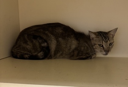 Shelter Stray Female Cat last seen Near Autumn circle Stone Mountain, 30088, 30088, GA, 3280 Chamblee Dunwoody Rd, Chamblee, GA 30341, USA