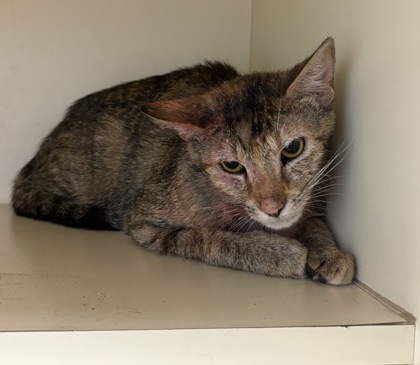 Shelter Stray Female Cat last seen Near Autumn circle Stone Mountain, 30088, 30088, GA, 3280 Chamblee Dunwoody Rd, Chamblee, GA 30341, USA