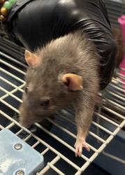 Shelter Stray Female Fancy rat last seen Near Ridge Forest Dr Stone Mountain, 30083, 30083, GA, 3280 Chamblee Dunwoody Rd, Chamblee, GA 30341, USA