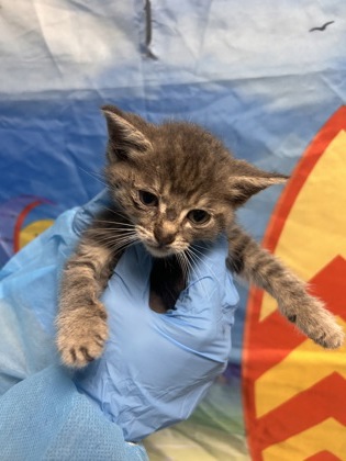 Shelter Stray Male Cat last seen Near Windfield Hill Rd., 29697, Anderson County, SC, 1320 US-29, Anderson, SC 29626, USA