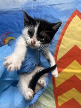 Shelter Stray Male Cat last seen Near Windfield Hill Rd., 29697, Anderson County, SC, 1320 US-29, Anderson, SC 29626, USA