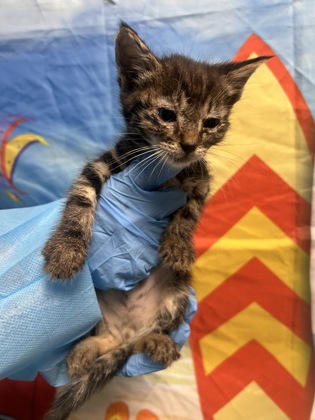 Shelter Stray Male Cat last seen Near Windfield Hill Rd., 29697, Anderson County, SC, 1320 US-29, Anderson, SC 29626, USA
