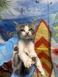 Shelter Stray Female Cat last seen Near Windfield Hill Rd., 29697, Anderson County, SC, 1320 US-29, Anderson, SC 29626, USA