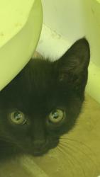 Found/Stray Unknown Cat last seen Sandy Springs Park, Maryville, TN 37803