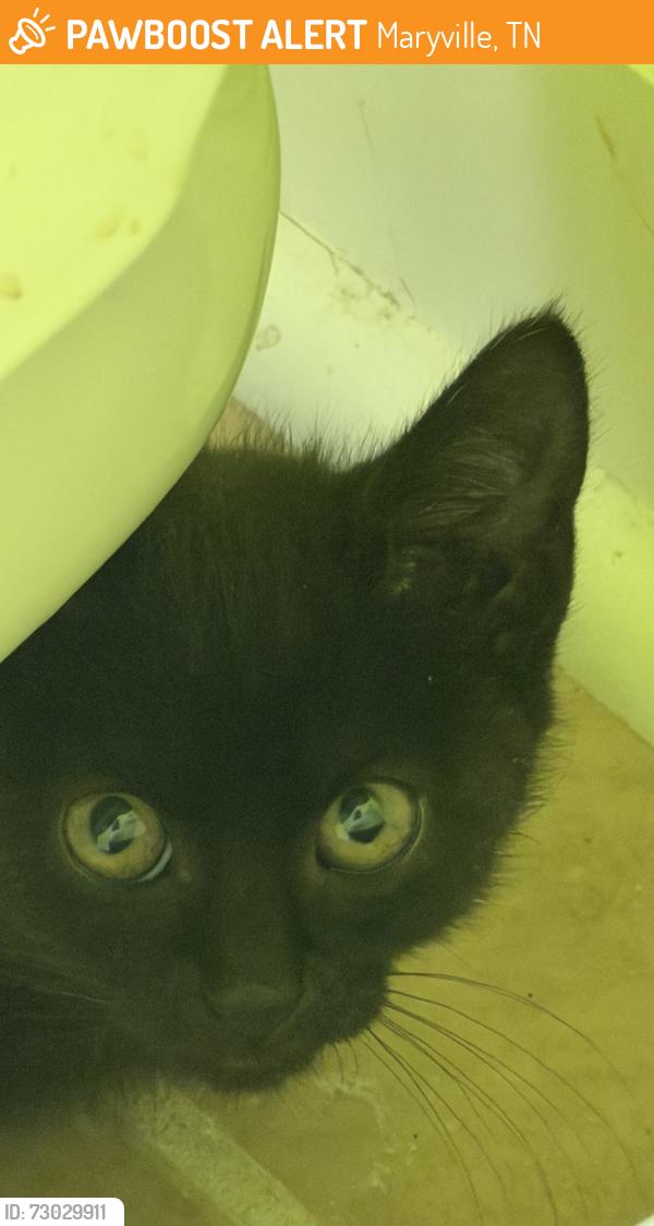 Found/Stray Unknown Cat last seen Sandy Springs Park, Maryville, TN 37803