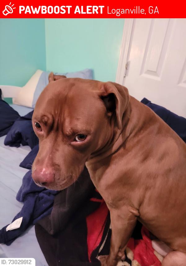 Lost Male Dog last seen Grady Smith, Loganville, GA 30052