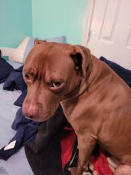 Lost Male Dog last seen Grady Smith, Loganville, GA 30052