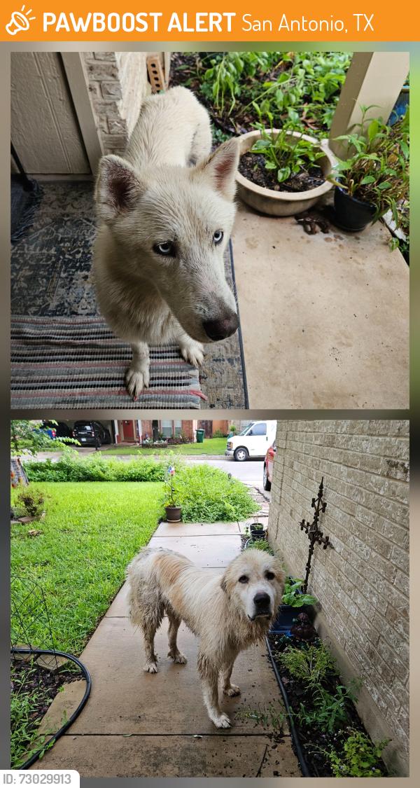 Found/Stray Unknown Dog last seen Quail Tree/Quail Wild, San Antonio, TX 78250