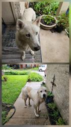 Found/Stray Unknown Dog last seen Quail Tree/Quail Wild, San Antonio, TX 78250