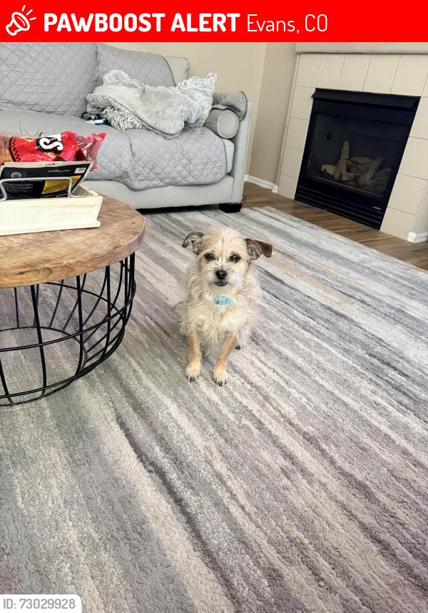 Lost Female Dog last seen Tuscany Subdivision , Evans, CO 80620