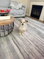 Lost Female Dog last seen Tuscany Subdivision , Evans, CO 80620