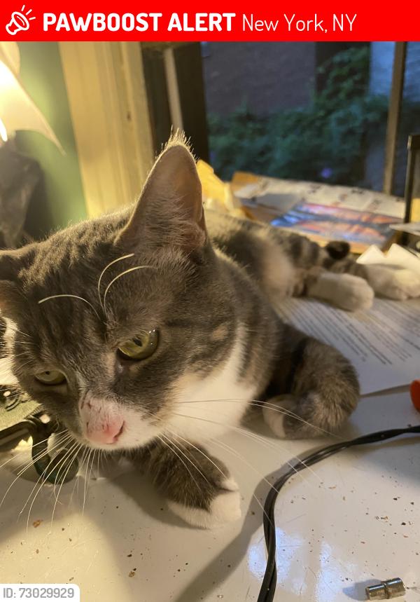 Lost Female Cat last seen 1st ave, New York, NY 10003