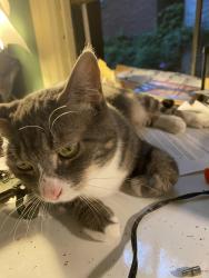Lost Female Cat last seen 1st ave, New York, NY 10003