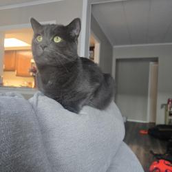 Reunited Male Cat last seen Hyatt hotel, New York, NY 10018