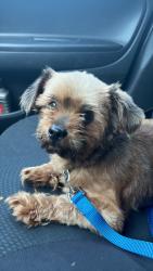 Found/Stray Male Dog last seen Near prospect Ave, Kansas City, MO 64111