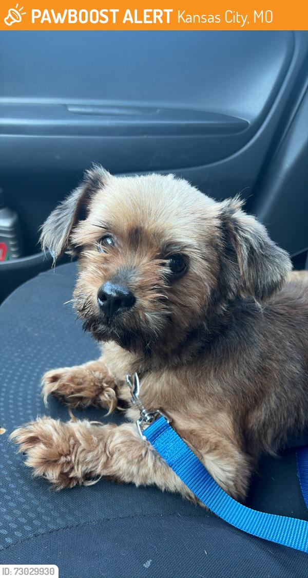 Found/Stray Male Dog last seen Near prospect Ave, Kansas City, MO 64111