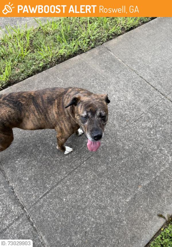 Found/Stray Female Dog last seen Willeo and North Coleman, Roswell, GA 30068