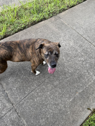 Found/Stray Female Dog last seen Willeo and North Coleman, Roswell, GA 30068