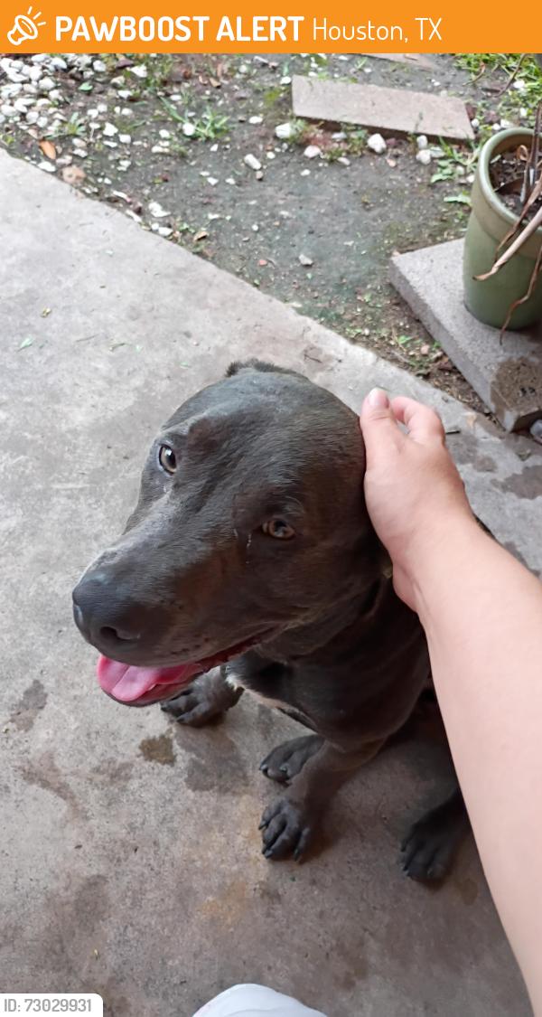 Found/Stray Male Dog last seen Parker and n Shepherd, Houston, TX 77091