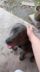 Found/Stray Male Dog last seen Parker and n Shepherd, Houston, TX 77091