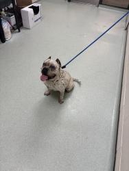 Shelter Stray Female Dog last seen Old Buckingham Road, MIDLOTHIAN, VA, 23113, 9300 Public Works Rd, Chesterfield, VA 23832, USA