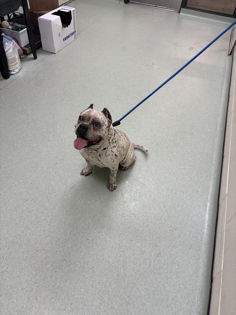 Shelter Stray Female Dog last seen Old Buckingham Road, MIDLOTHIAN, VA, 23113, 9300 Public Works Rd, Chesterfield, VA 23832, USA
