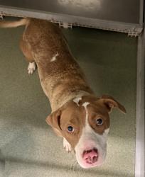 Shelter Stray Female Dog last seen Between Old Bon Air Pl and Cutter Dr along Old Bon Air Rd, North Chesterfield, VA, 23236, 9300 Public Works Rd, Chesterfield, VA 23832, USA