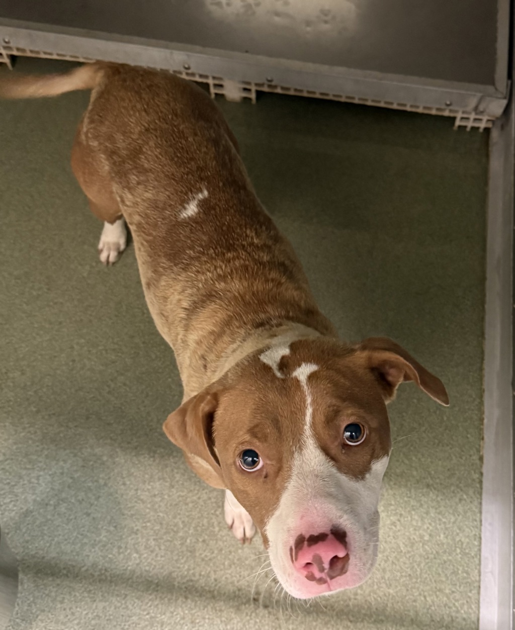 Shelter Stray Female Dog last seen Between Old Bon Air Pl and Cutter Dr along Old Bon Air Rd, North Chesterfield, VA, 23236, 9300 Public Works Rd, Chesterfield, VA 23832, USA
