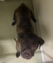 Shelter Stray Female Dog last seen Between Old Bon Air Pl and Cutter Dr along Old Bon Air Rd, North Chesterfield, VA, 23236, 9300 Public Works Rd, Chesterfield, VA 23832, USA