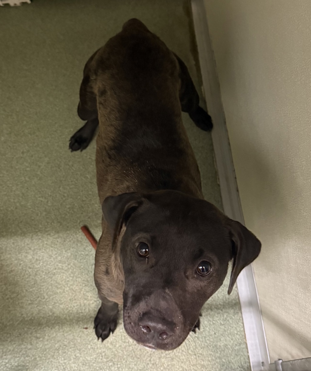 Shelter Stray Female Dog last seen Between Old Bon Air Pl and Cutter Dr along Old Bon Air Rd, North Chesterfield, VA, 23236, 9300 Public Works Rd, Chesterfield, VA 23832, USA