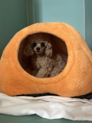 Shelter Stray Female Dog last seen Apt 3A,50 Amsterdam Avenue, NEW YORK, NY, 10023, 326 E 110th St, New York, NY 10029, USA