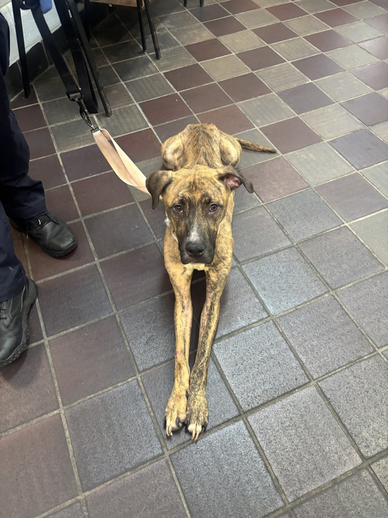 Shelter Stray Male Dog last seen Near E 137th Street, BRONX, NY, 10454, 326 E 110th St, New York, NY 10029, USA