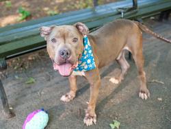 Shelter Stray Male Dog last seen Apt 2B,108 W 137 Street, NEW YORK, NY, 10030, 326 E 110th St, New York, NY 10029, USA