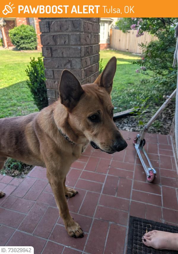 Found/Stray Male Dog last seen 91st and memorial, Tulsa, OK 74133