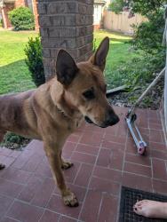Found/Stray Male Dog last seen 91st and memorial, Tulsa, OK 74133