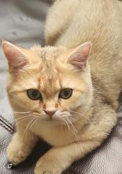 Lost Male Cat last seen Near S Spotted fawn DR, Odessa TX, Odessa, TX 79763