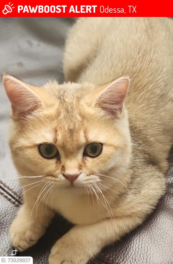Lost Male Cat last seen Near S Spotted fawn DR, Odessa TX, Odessa, TX 79763