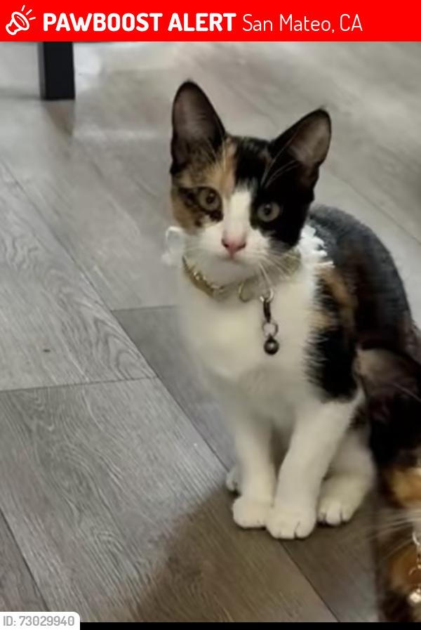 Lost Female Cat last seen Hillsdale garden apmts , San Mateo, CA 94403