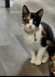 Lost Female Cat last seen Hillsdale garden apmts , San Mateo, CA 94403